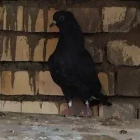 کبوتر فروشی