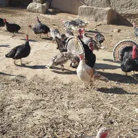 فروشی|حیوانات مزرعه|زابل, |دیوار