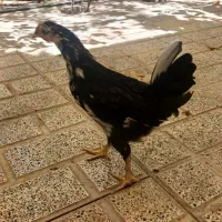 ۲تا جوجه چهل تاج