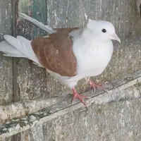 کفتر پُشتدار زرد ماده