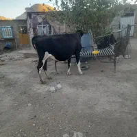 گاو سویسی