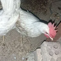 جوجه خروس 3ماهه گوشتی