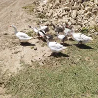غاز|حیوانات مزرعه|کرخه, |دیوار