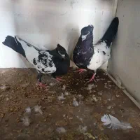 یه جفت سینه ذات دار