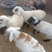 گوسفند