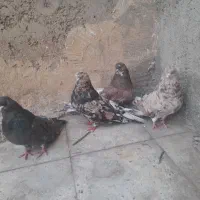کبوتر نوک ریز