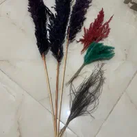 گلهای پامپاس و دم روباهی وریش بابا