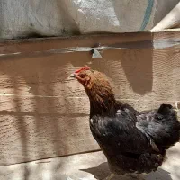 مرغ جوان