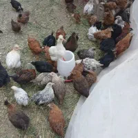 نیمچه مرغ