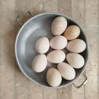 فروش تخم نطفه دار بوقلمون