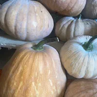 کدو|خوردنی و آشامیدنی|پره‌سر, |دیوار