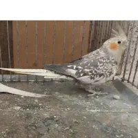 یک جفت عروس هلندی  معاوضه