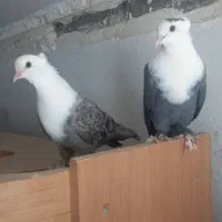 کربلایی سبز کاکلی