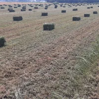 یونجه گوسفندی