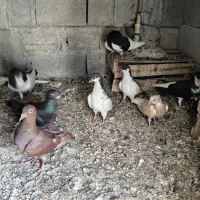 کبوتر|پرنده|برازجان, |دیوار