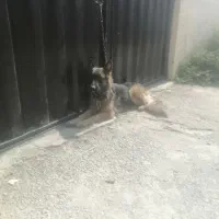 سگ ژرمن