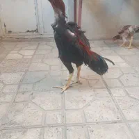 خروس لاری سالم