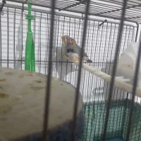 یک جفت فنچ زبرا مولد