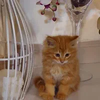 واگذاری بچه گربه پرشین