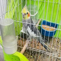 عروس هلندی  ماده همراه   قفس و لوازم