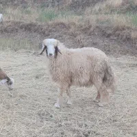 یک عدد بره سنجابی