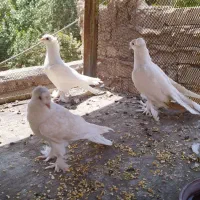 راعبی دوکاکل