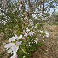 باغ فیروزآباد اشکذر