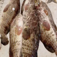 پخش ماهی ومیگو ناجی عساکره کلی وجزئی