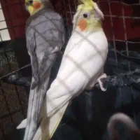 عروس هلندی