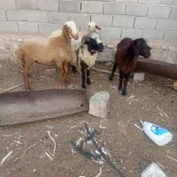 بره|حیوانات مزرعه|فین, |دیوار