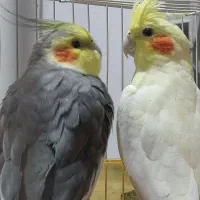 طوطی عروس هلندی