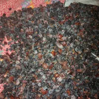 مویز خشک انگور سیاه