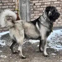سگ سرابی ذات قدیم