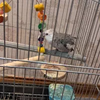 عروس هلندی
