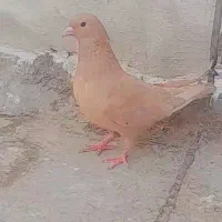 زرد گوک ماده