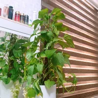 پیچک تنه دار همراه گلدون
