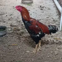 حیوانات خانگی