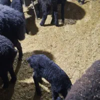 ۱۸ راس میش دوقلو شال و افشار غزل