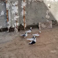 کفتر اس
