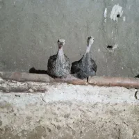 بوقلمون
