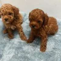 تاینی پودل رد و دارک رد