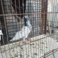 گرفتنی