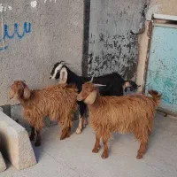 بزغاله  ماده