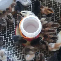 جوجه مرغ محلی خانگی گلپایگان