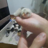 جوجه محلی فروشی دو روزه