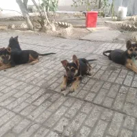 سگ ژرمن