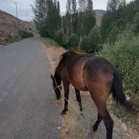 کره‌اسب‌دوساله‌نردوسرکورد