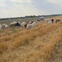 گوسفند جوان داشتی