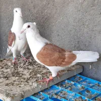 پشت گراف . کویتی . کاکلی . المانی