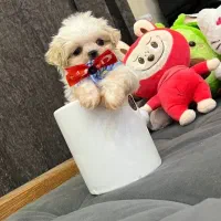 مالتیز اصیل ، پامر خرسی عروسکی